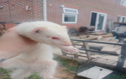Ferret rodents for sale: 4 kits for sale  - Image 4