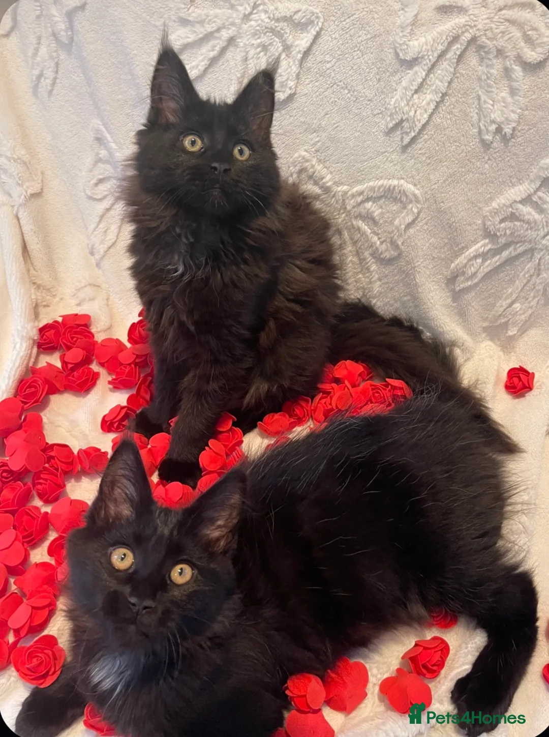 Maine Coon cats for sale: Champion line maine coon girls - Advert 12