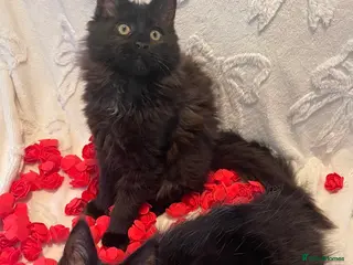 Maine Coon cats Champion line maine coon girls - Advert 5