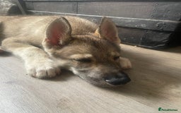 Shepsky dogs for sale: SHEPSKY MALE HUSKY GERMAN SHEPHERD CROSS MALE - Image 2