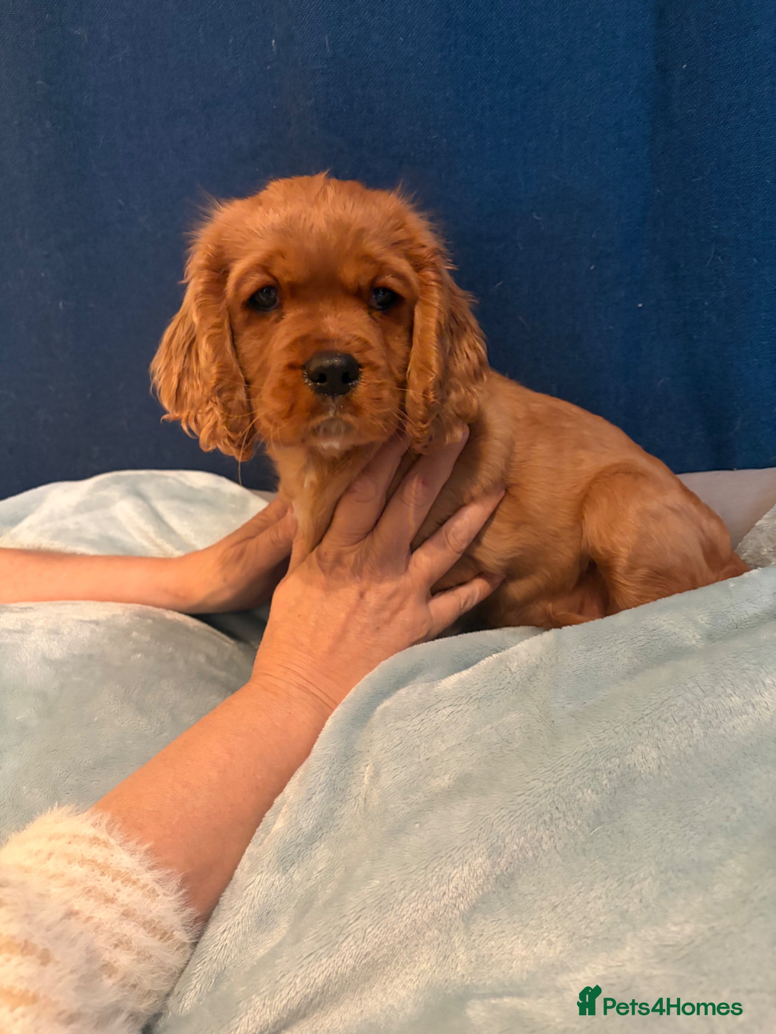 Cavalier King Charles Spaniel dogs REDUCED READY FOR THEIR FOREVER HOME KC REGISTERED - Advert 1