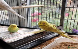 Budgerigars birds for sale: Beautiful baby budgies  - Image 7