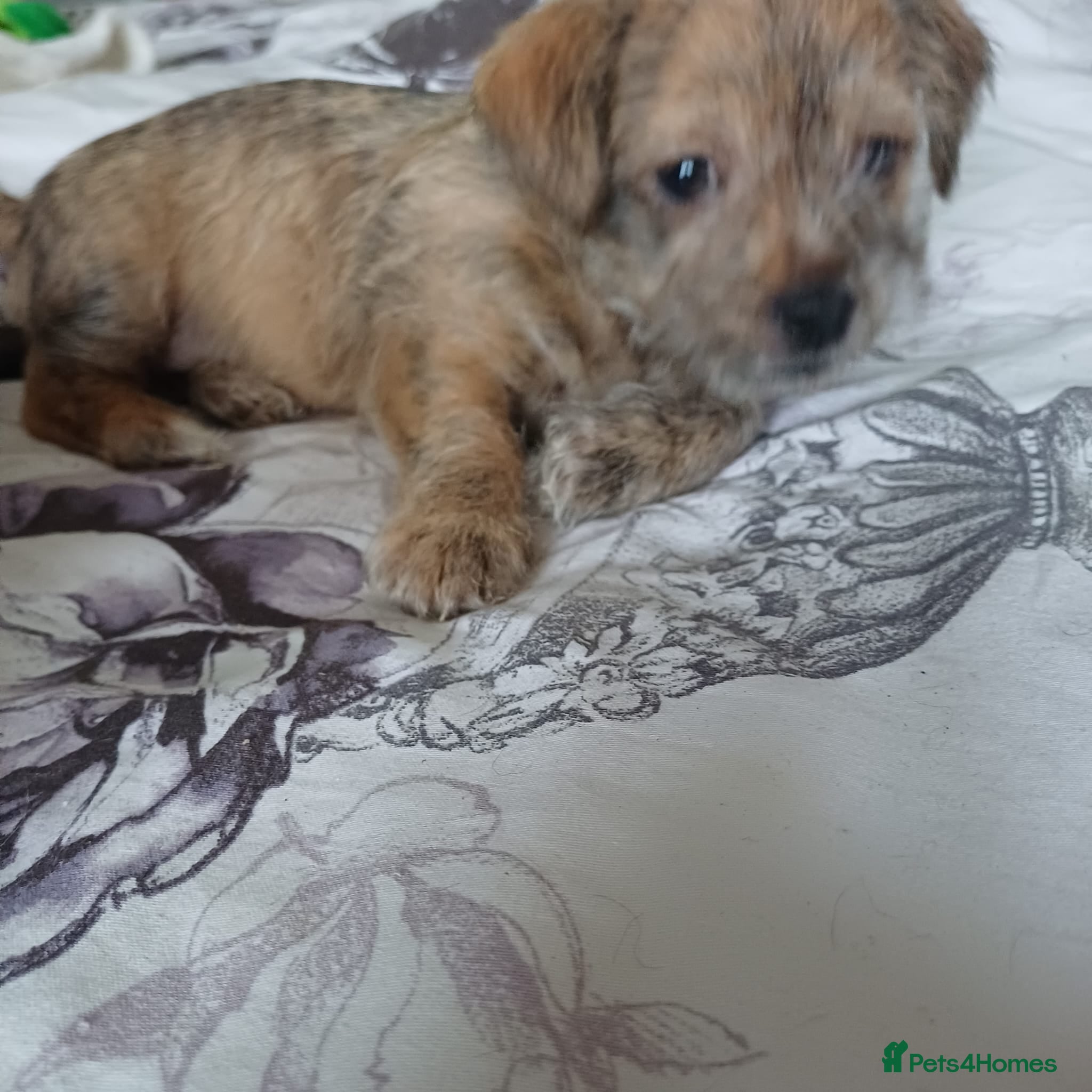 Mixed Breed dogs 3 beautiful malshi x Jack russell cross puppies  - Advert 16