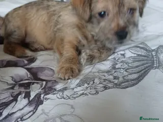 Mixed Breed dogs 3 beautiful malshi x Jack russell cross puppies - Advert 16