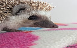 Pygmy Hedgehog rodents for sale: REDUCED PRICE!!! Gorgeous Hoglets/ READY NOW!!!! - Image 19