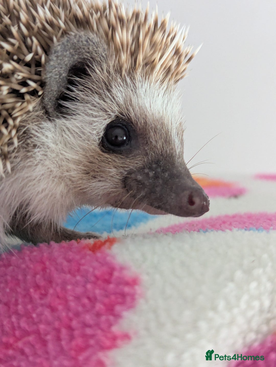 Pygmy Hedgehog rodents for sale: REDUCED PRICE!!! Gorgeous Hoglets/ READY NOW!!!! - Image 19
