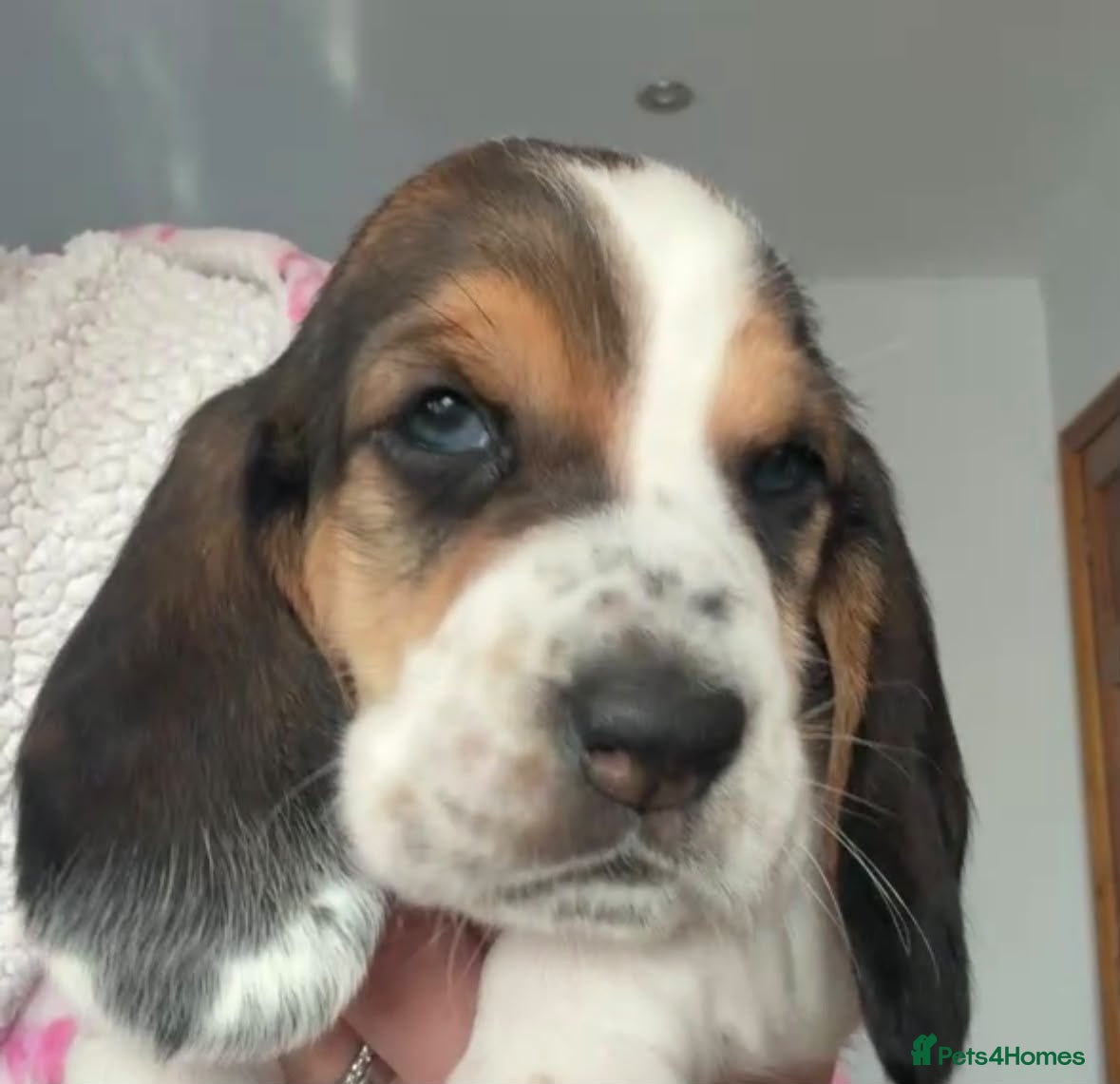 Basset Hound dogs Lady Penelope's Litter of Basset Hound Puppies - Advert 4