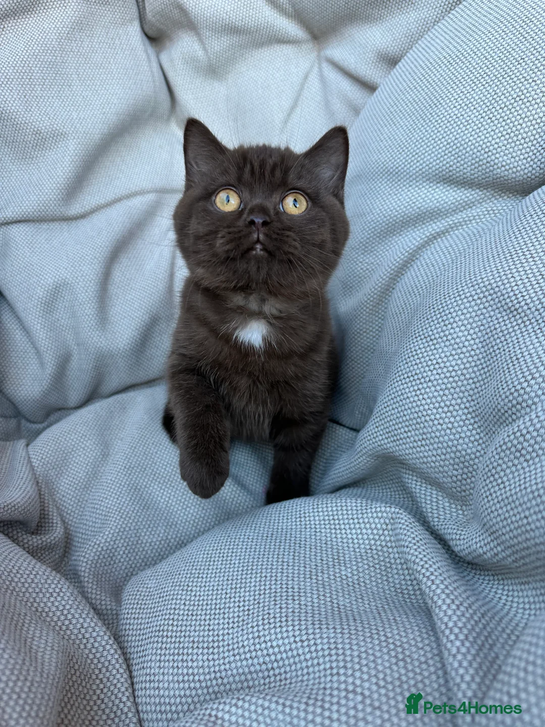 British Shorthair cats for sale: British Shorthair Chunky Chocolate Kittens🐻 - Advert 23