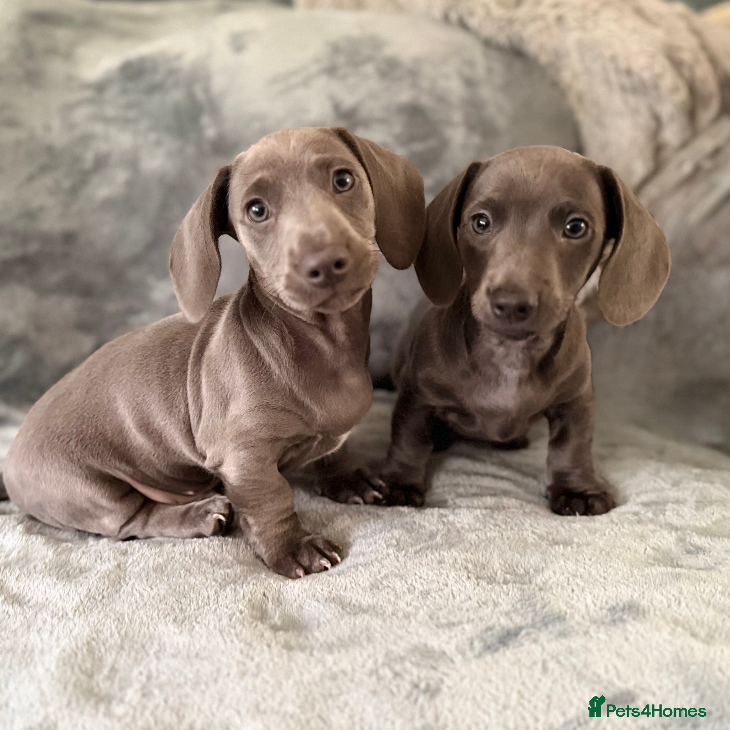 Miniature Dachshund dogs Rare colour KC registered mini dachshund puppies  - Advert 11