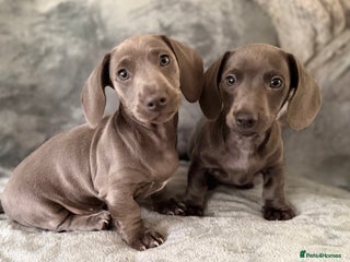 Miniature Dachshund dogs Rare colour KC registered mini dachshund puppies - Advert 11
