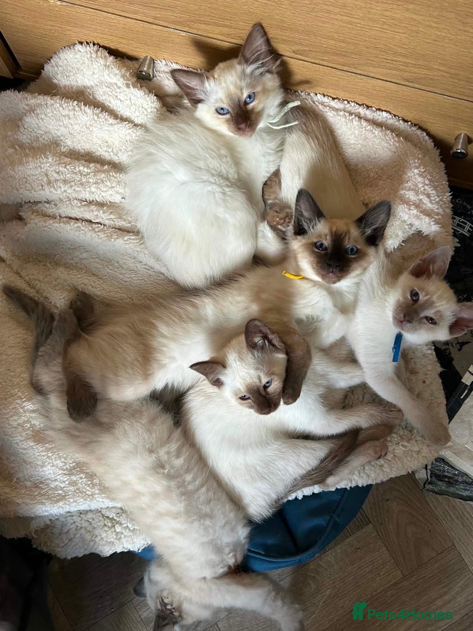 Siamese cats Siamese kittens traditional  ready now  - Advert 1