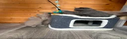 British Shorthair cats for sale: Selling british short hair kittens in Peterhead - Advert 9