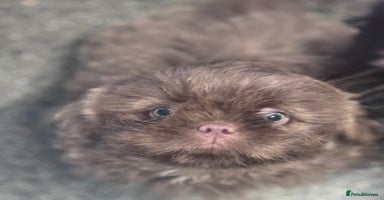 Shih Tzu dogs - Advert 4