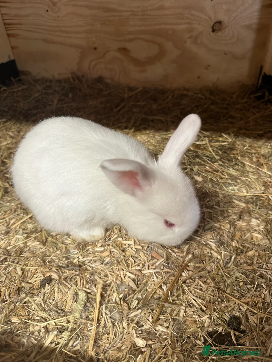 Continental Giant rabbits for sale: Continental giant rabbits - Advert 2
