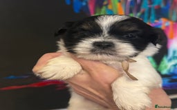 Lhasa Apso dogs for sale: Stunning kc registered Lhasa apso pups - Image 7