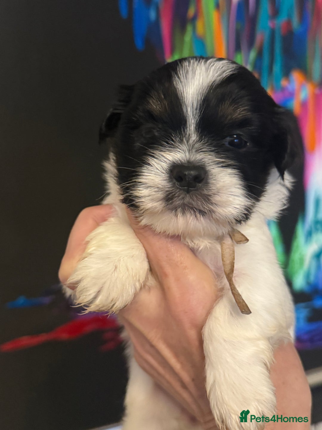 Lhasa Apso dogs for sale: Stunning kc registered Lhasa apso pups - Image 7
