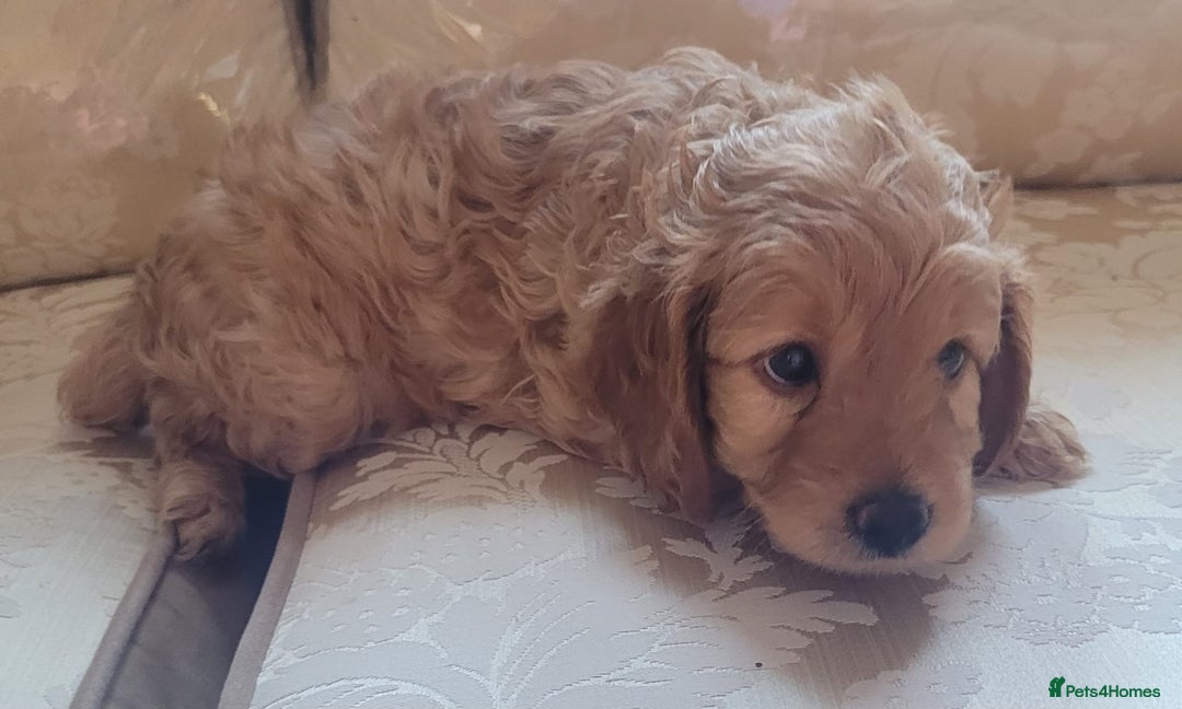 Cockapoo dogs for sale: 2nd generation cockapoo pups - Image 2