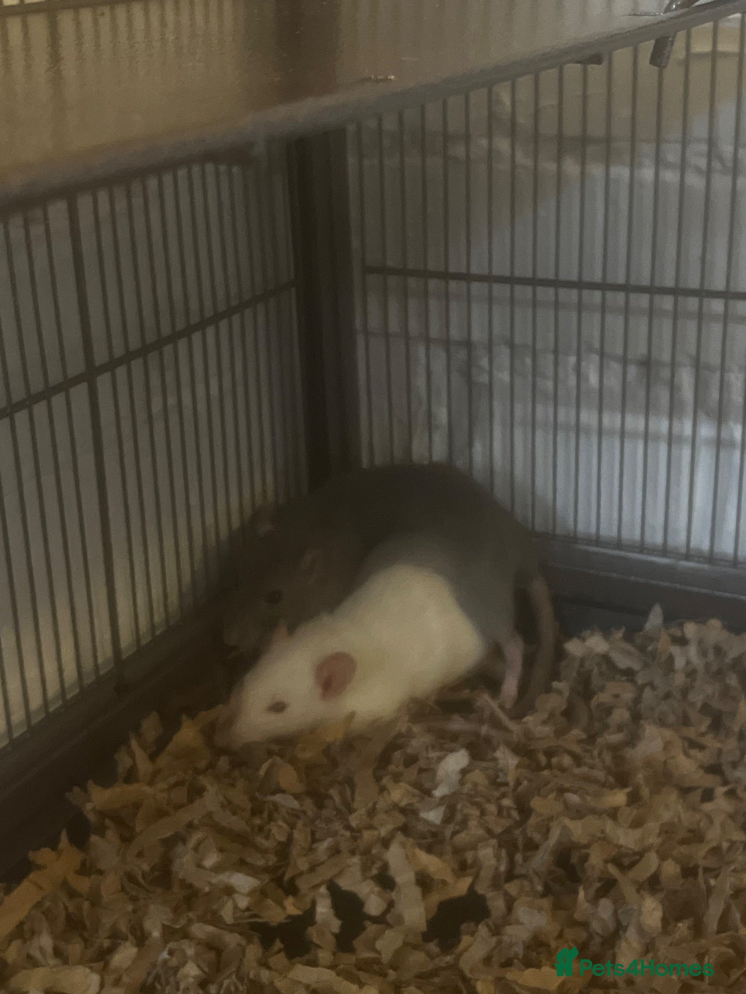 Rat rodents 2 Female Dumbo Fancy Rats w Cage and Accessories  - Advert 2