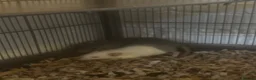 Rat rodents for sale: 2 Female Dumbo Fancy Rats w Cage and Accessories  - Advert 1