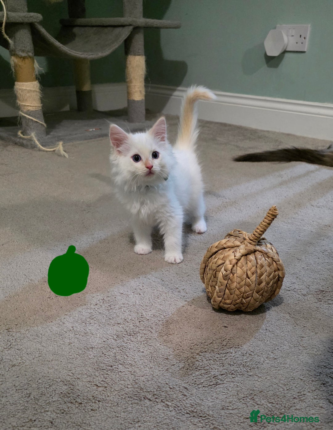 Ragdoll cats for sale: Gorgeous pure breed Ragdoll kittens  - Image 6