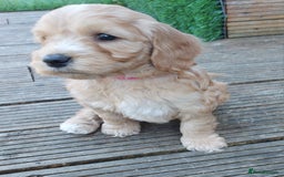 Mixed Breed dogs for sale: Labradoodle Pups for sale - Image 3