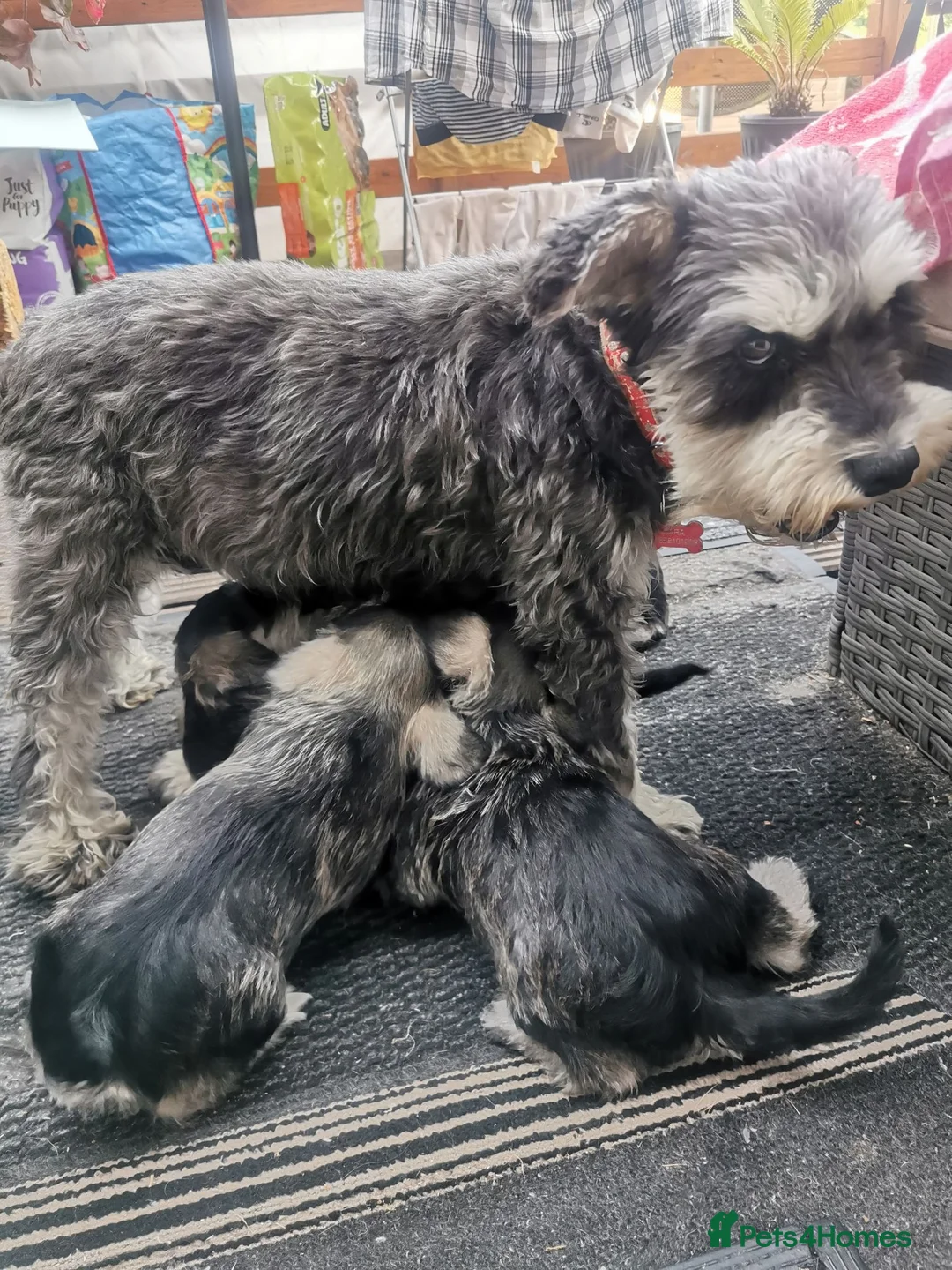 Miniature Schnauzer dogs for sale: Miniature Schnauzer puppies  in Kirkcaldy - Advert 1