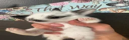 Lionhead rabbits for sale: LionHead x Netherlands dwarfs  - Advert 3