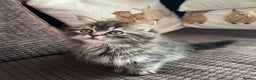 Siberian cats for sale: 🩵 4 adorable male Siberian x Persian kittens 🩵 - Advert 9