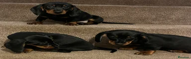 Dachshund Puppy 2