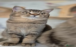 Scottish Fold cats for sale: Full pedigree! TICA registered Scottish Fold - Image 6