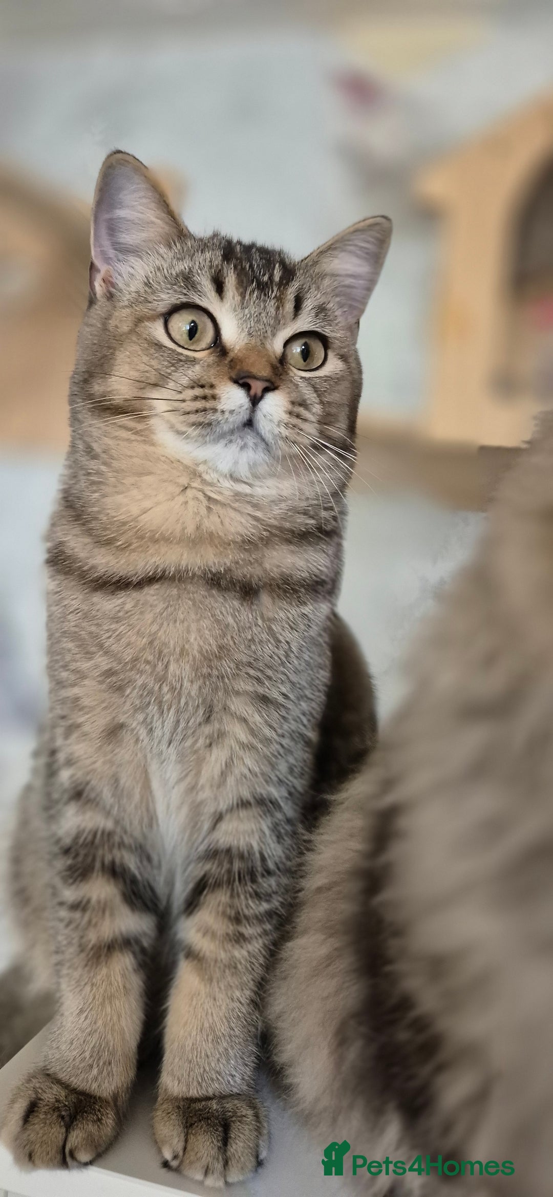 Scottish Fold cats for sale: Full pedigree! TICA registered Scottish Fold - Image 6
