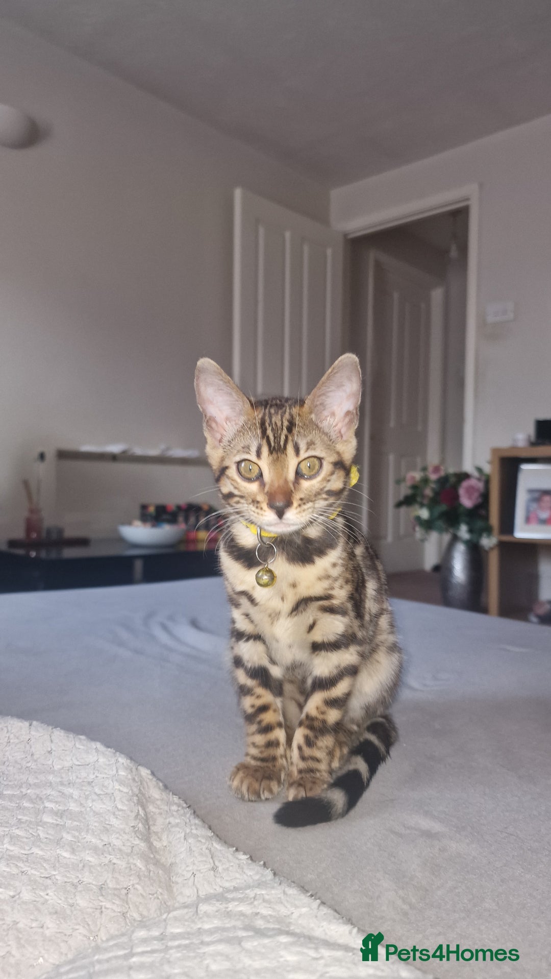 Bengal cats for sale: Two gorgeous Bengals girls  😻😻❤️ - Image 26
