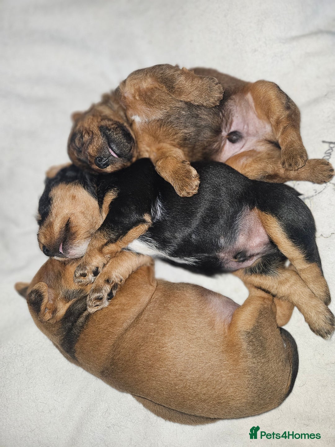 Lakeland Terrier dogs for sale: Lakeland terrier  - Advert 3