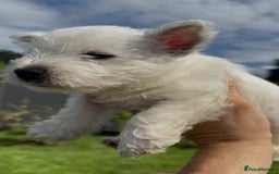 West Highland Terrier dogs for sale: West Highland Terriers show bloodlines - Image 2