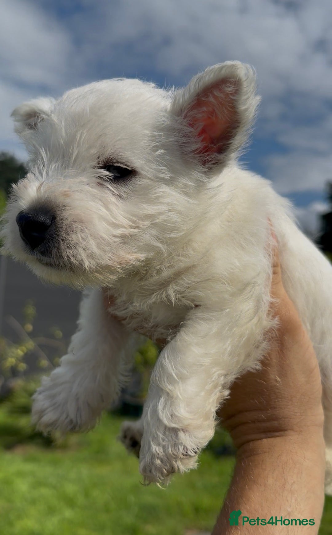 West Highland Terrier dogs for sale: West Highland Terriers show bloodlines - Image 2