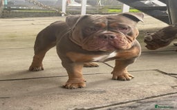 Olde English Bulldogge dogs for stud: NEBBR REGISTERED OLDE ENGLISH BULLDOGGE STUD in Worcester - Image 2