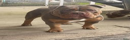 Olde English Bulldogge dogs for stud: NEBBR REGISTERED OLDE ENGLISH BULLDOGGE STUD in Worcester - Advert 2
