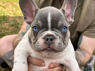 French Bulldog dogs French bulldog puppies - Advert 1
