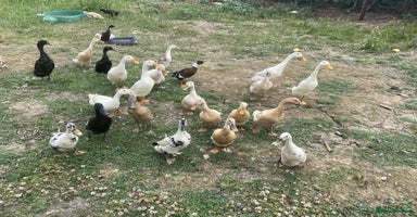 Ducks poultry - Advert 6