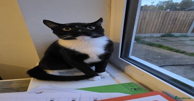 Mixed Breed cats - Advert 6