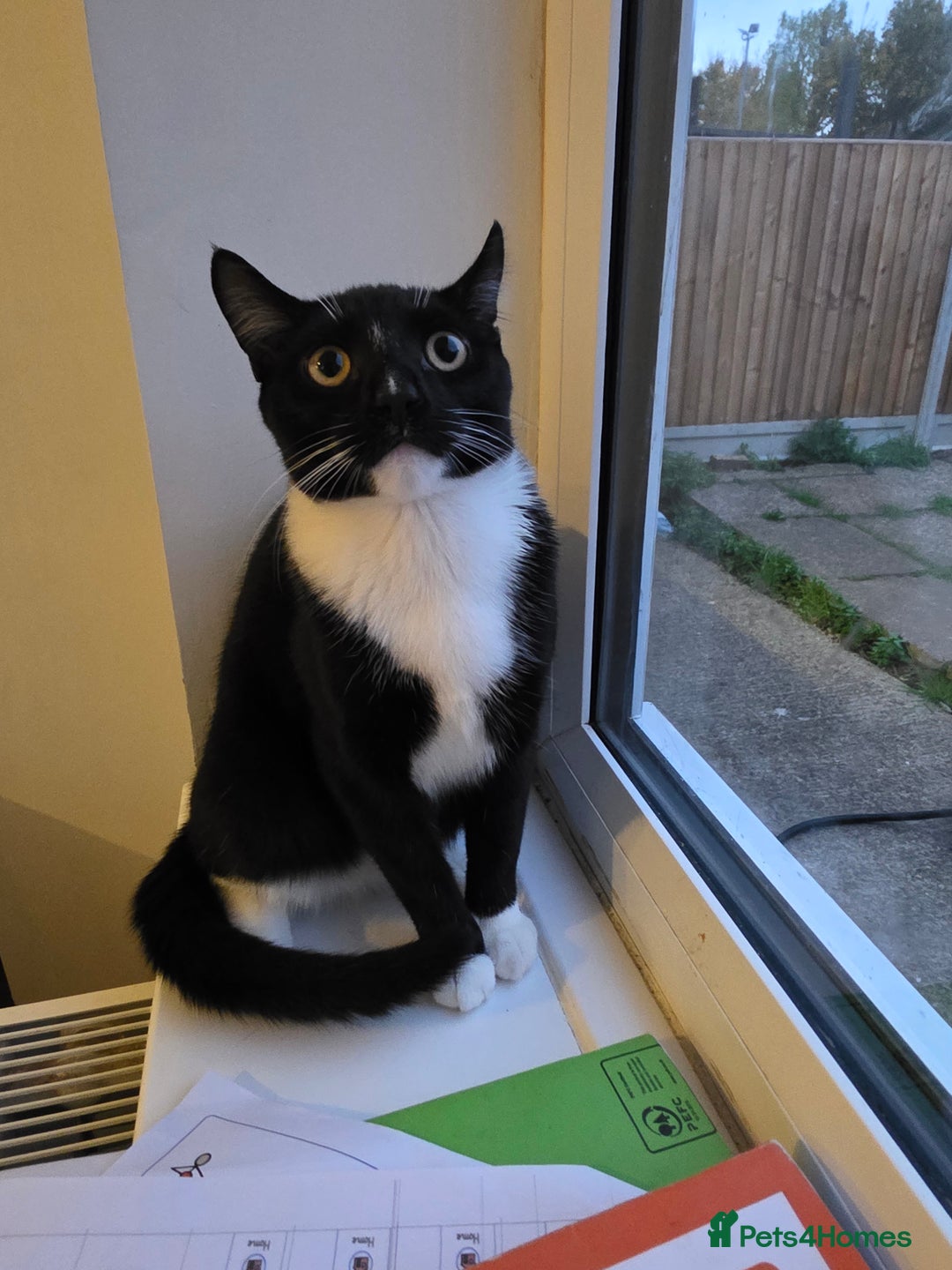Mixed Breed cats for sale: Milo Needs a new home asap £25 - Image 2