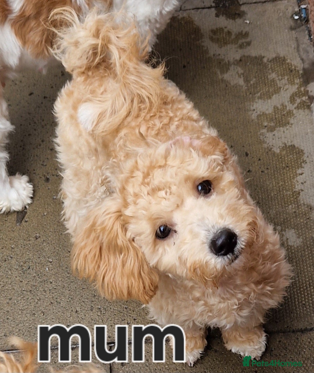 Poochon dogs for sale: Poochons - Image 13