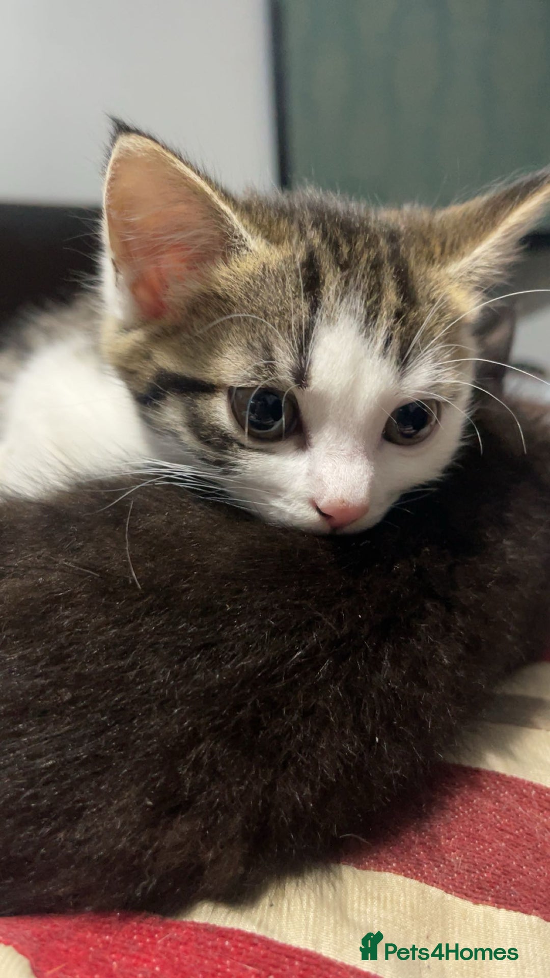 Domestic Shorthair cats for sale: cute kitten looking for a new home  - Advert 2