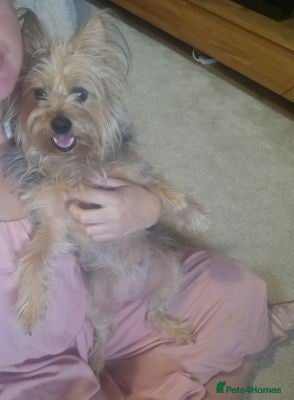 Yorkshire Terrier dogs Wonderful  Yorkshire terrier Girl - Advert 1