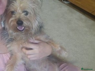 Yorkshire Terrier dogs Wonderful Yorkshire terrier Girl - Advert 1