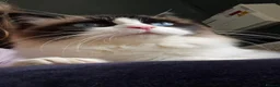 Ragdoll cats for sale: Male ragdoll  - Advert 1