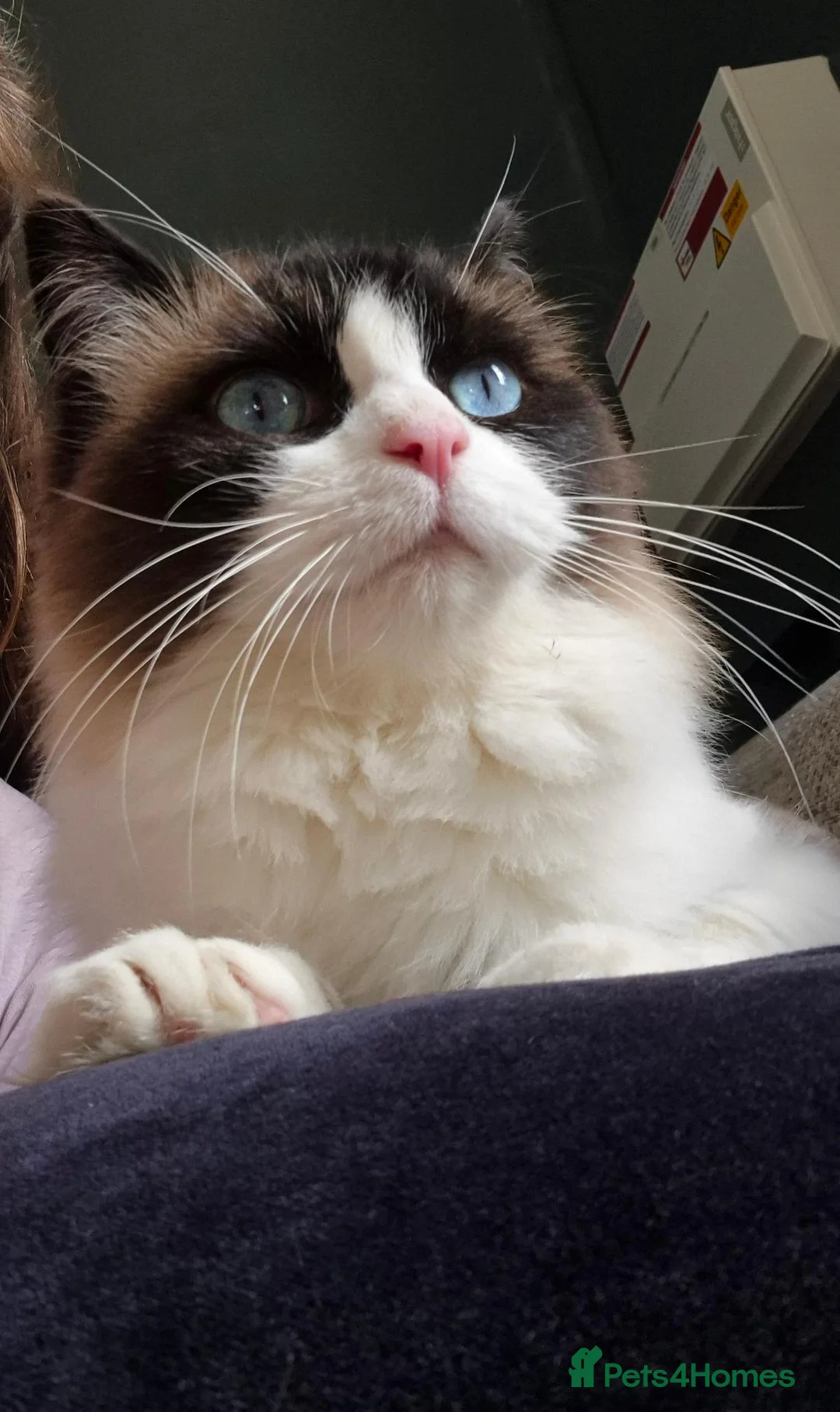 Ragdoll cats for sale: Male ragdoll  - Advert 1