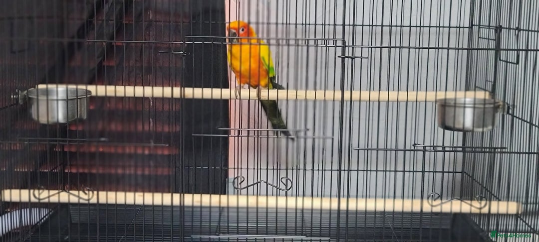 Conures birds for sale: Sun Conure Male  - Image 2
