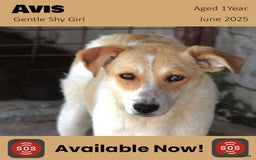 Mixed Breed dogs for adoption: Avis, 1yr old approx. Available for adoption. - Image 8