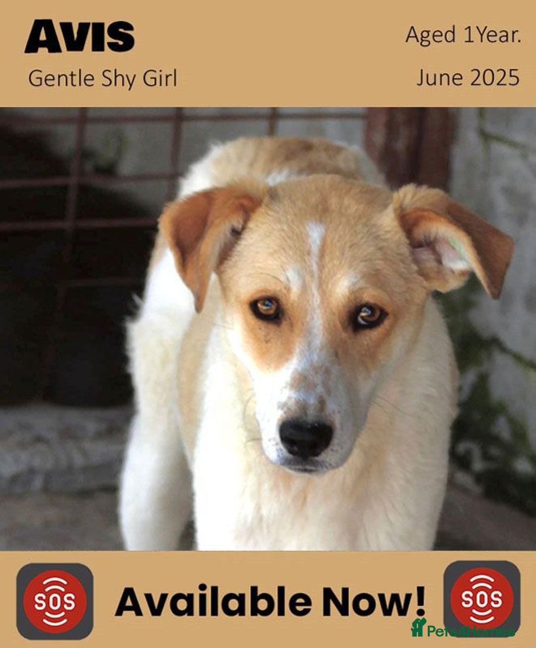 Mixed Breed dogs for adoption: Avis, 1yr old approx. Available for adoption. - Image 8